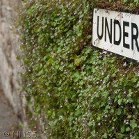 Ivy-leaved Toadflax